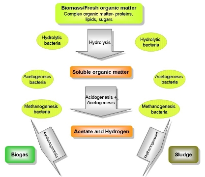 anaerobic digestion diagram